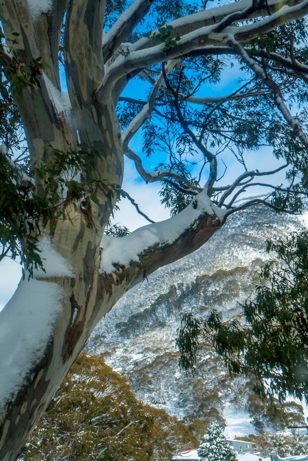 Hotel Pure Chalet Thredbo Exteriér fotografie